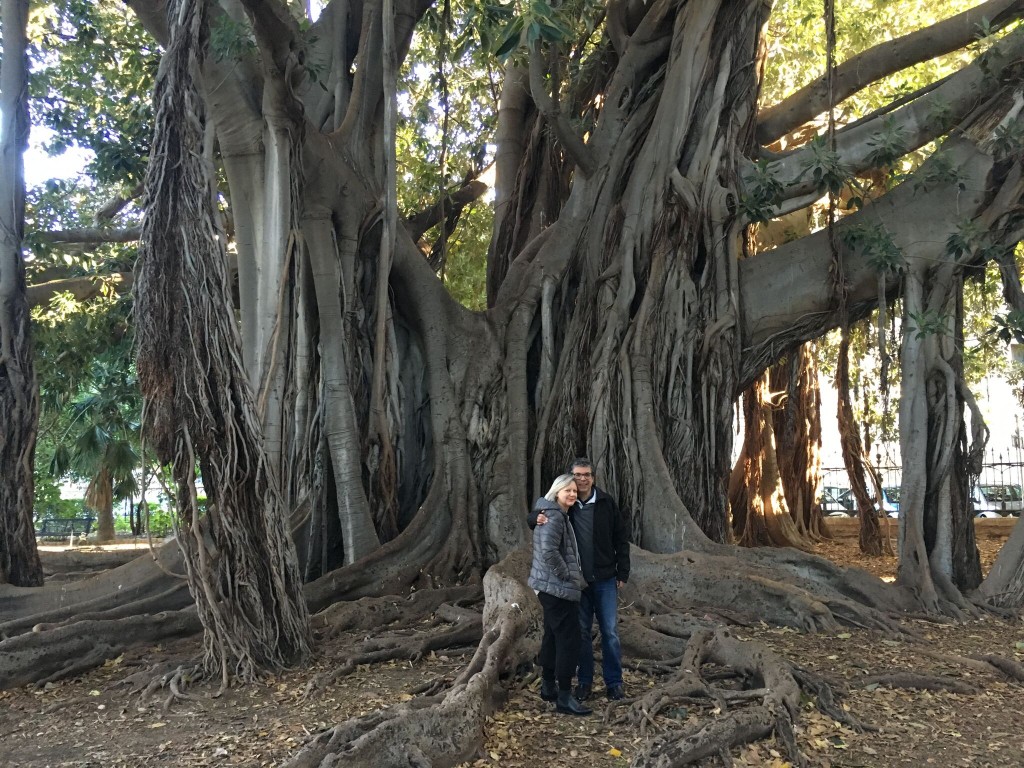 GG Mortan bay fig