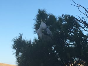 Cockatoo devouring a pine cone 